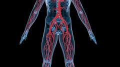 circulatory_pic.jpg