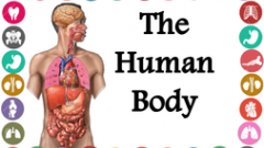 human_body_image.png