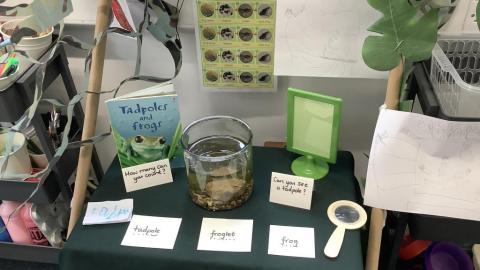 Tadpoles and Science Investigation Station