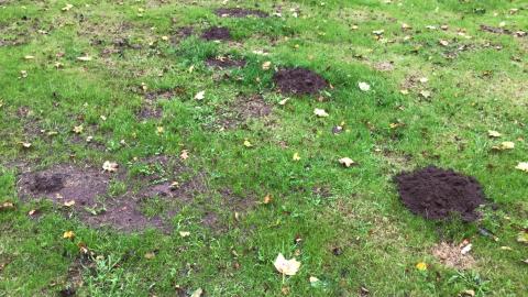 The perfect weather for Muddy Puddle - mud