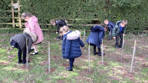 Cherry Blossom tree planting.