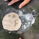 Fossil making