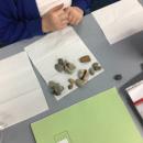 Sorting rocks according to their features