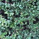 Holly we identified in the hedge