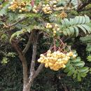 Yellow berries growing  on a tree